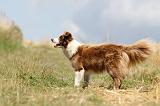 BORDER COLLIE 681